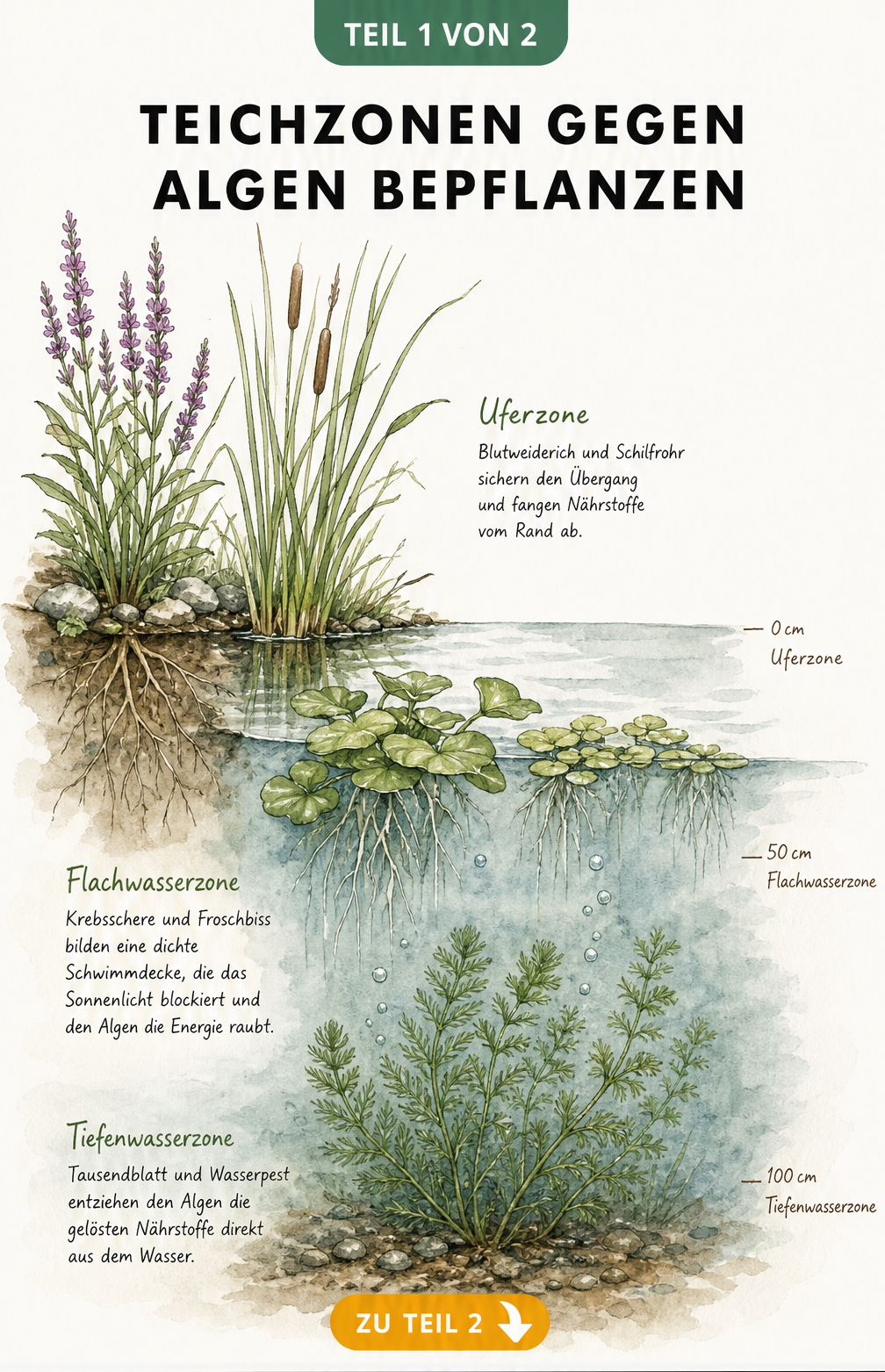 Querschnitt eines Gartenteichs mit Uferzone, Flachwasserzone und Tiefwasserzone sowie den passenden Pflanzen gegen Algen