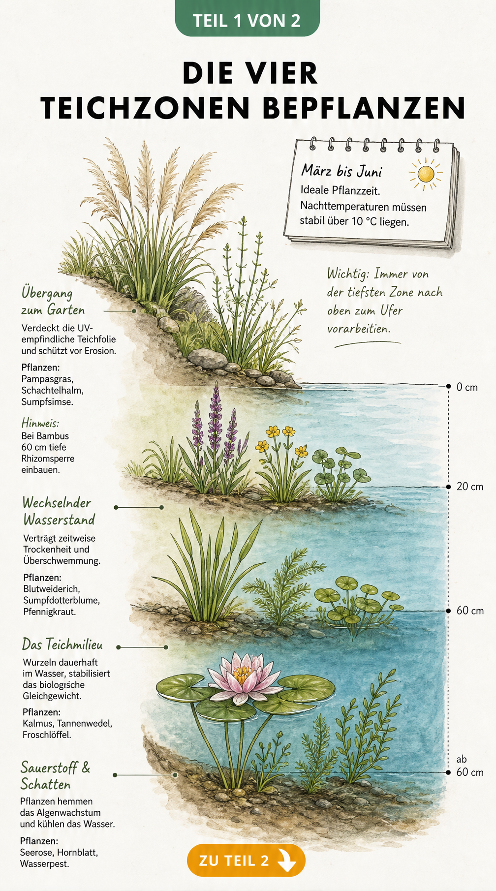 Querschnitt durch einen Gartenteich mit den vier Teichzonen Uferzone, Sumpfzone, Flachwasserzone und Tiefwasserzone sowie passenden Pflanzen