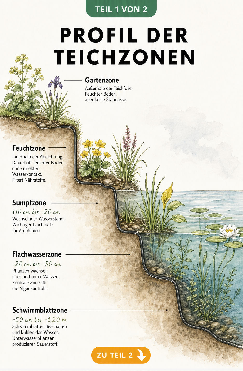Querschnitt eines Teichufers mit den fünf Teichzonen von der Gartenzone bis zur Schwimmblattzone