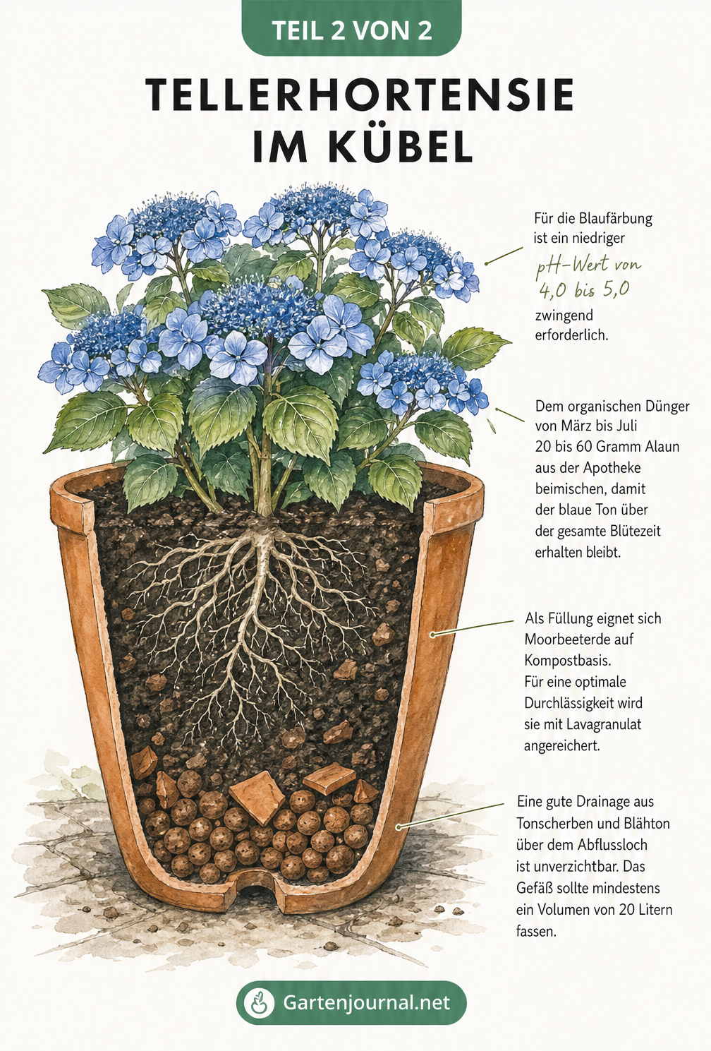 Querschnitt eines Terrakotta-Pflanzgefäßes mit einer blühenden Tellerhortensie, der die Drainage aus Tonscherben, die Moorbeeterde und die Zugabe von Alaun für...