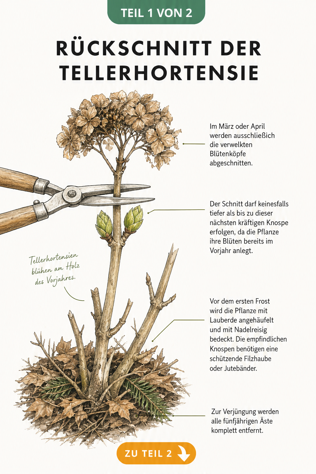 Botanische Illustration eines Tellerhortensien-Zweiges im Frühjahr, die den korrekten Rückschnitt über den neuen Knospen und den Winterschutz mit Lauberde und...