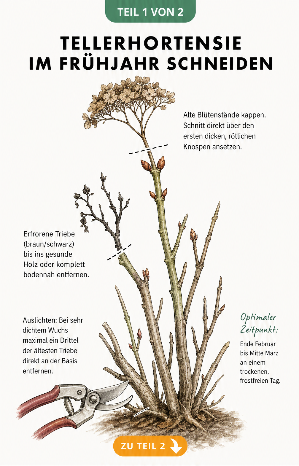 Botanische Illustration eines Tellerhortensien-Zweigs im Frühjahr mit Schnittlinien über den rötlichen Knospen und an erfrorenen Trieben.
