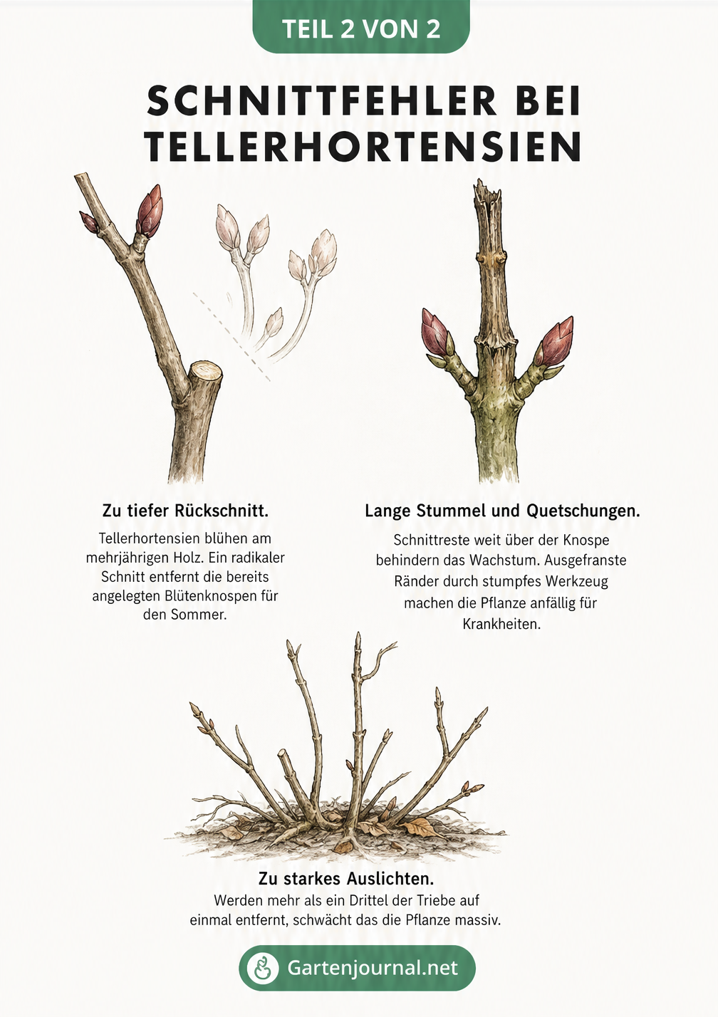 Illustration von zwei Hortensienzweigen, die typische Schnittfehler wie zu tiefes Schneiden und unsaubere Schnittkanten zeigen.