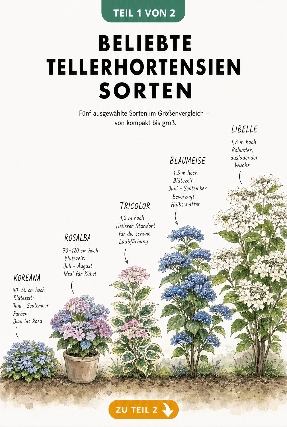 Botanische Übersichtstafel mit fünf Tellerhortensien-Sorten: Koreana, Rosalba, Tricolor, Blaumeise und Libelle, nach Wuchshöhe sortiert.
