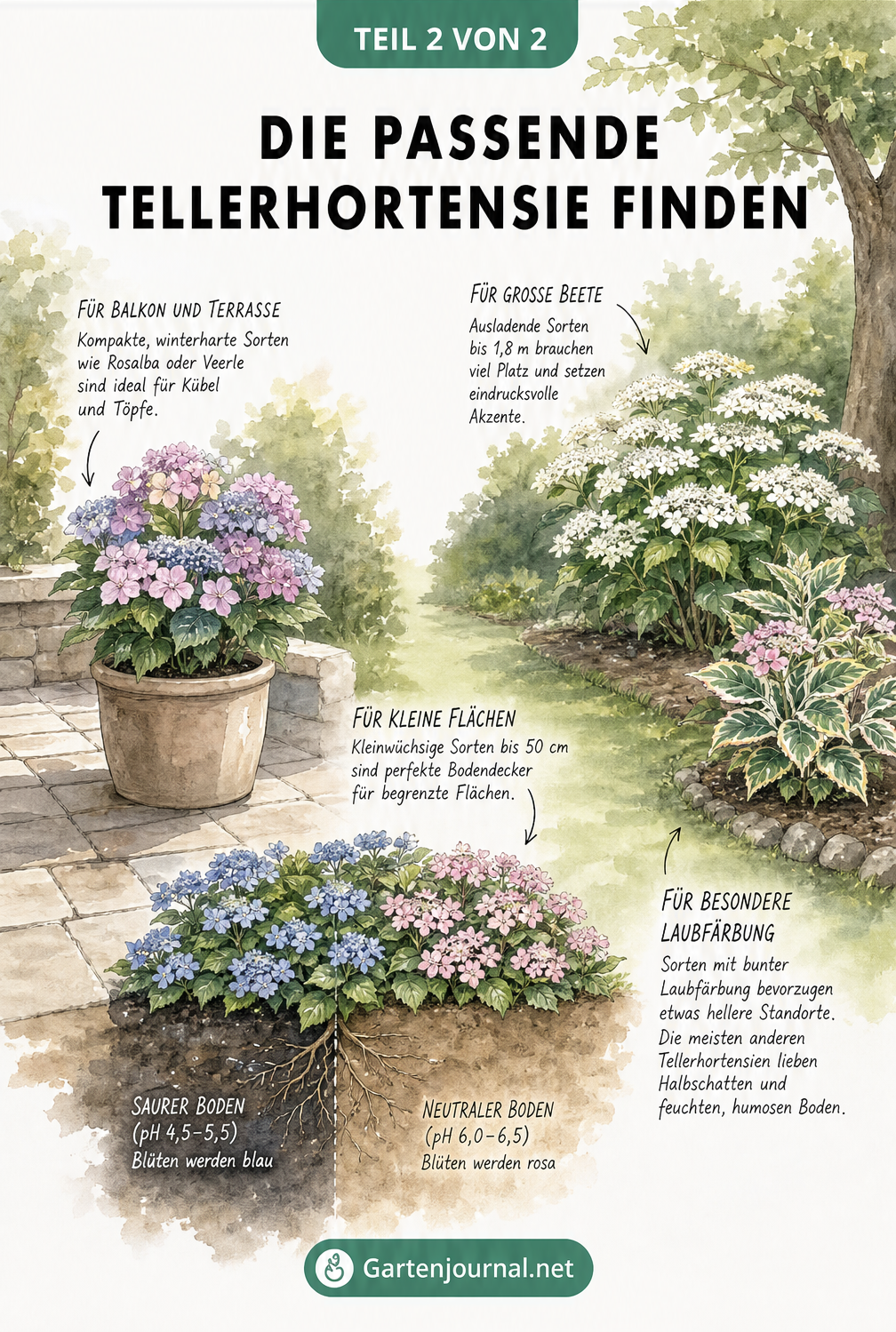 Gartenquerschnitt mit Tellerhortensien in verschiedenen Pflanzsituationen: Rosalba im Kübel, Koreana als Bodendecker, Libelle als Solitär und Tricolor im...