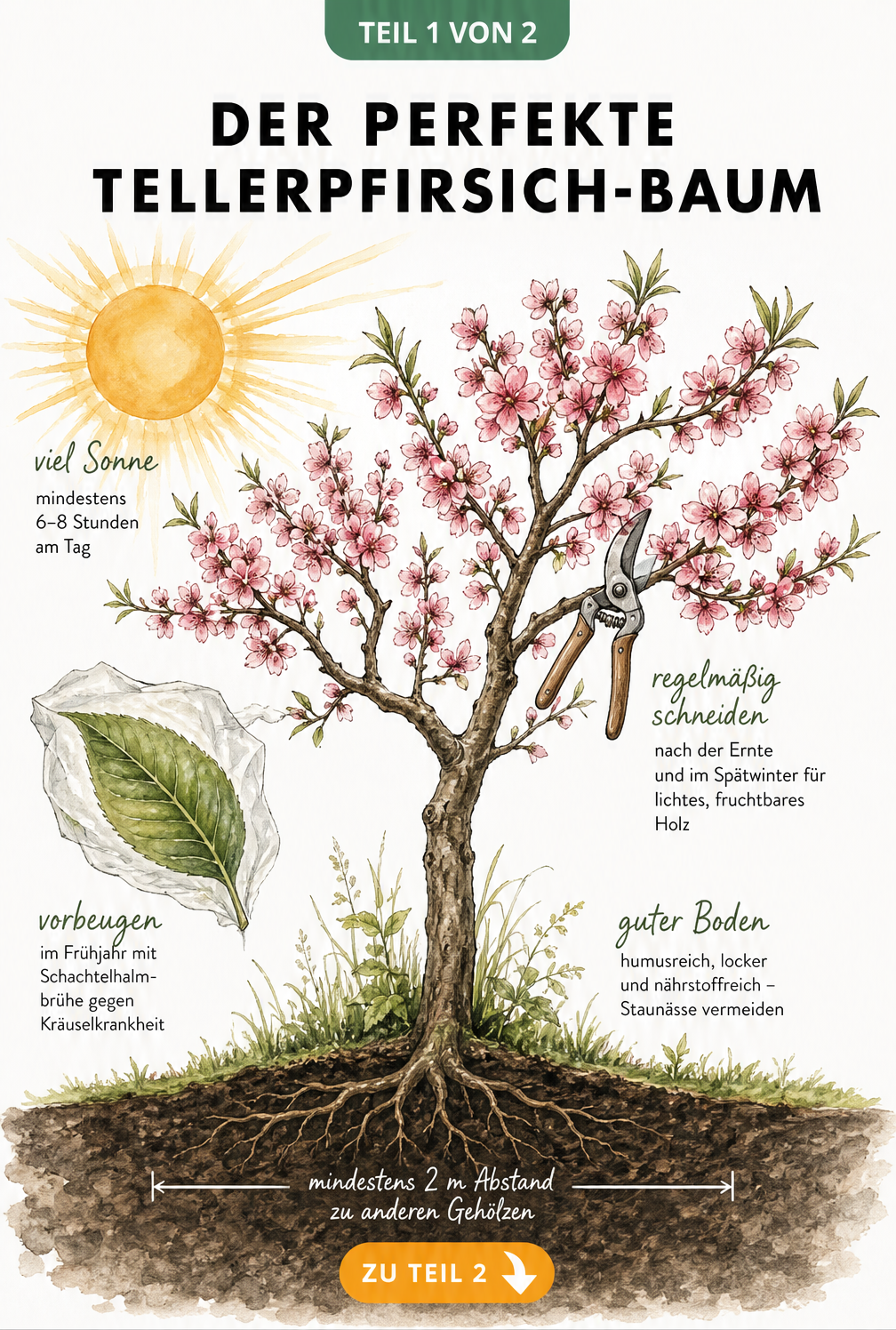 Botanische Illustration eines Tellerpfirsich-Baums in rosa Blütenpracht mit Sonne, Wurzelwerk in humusreicher Erde und Gartenschere im Geäst
