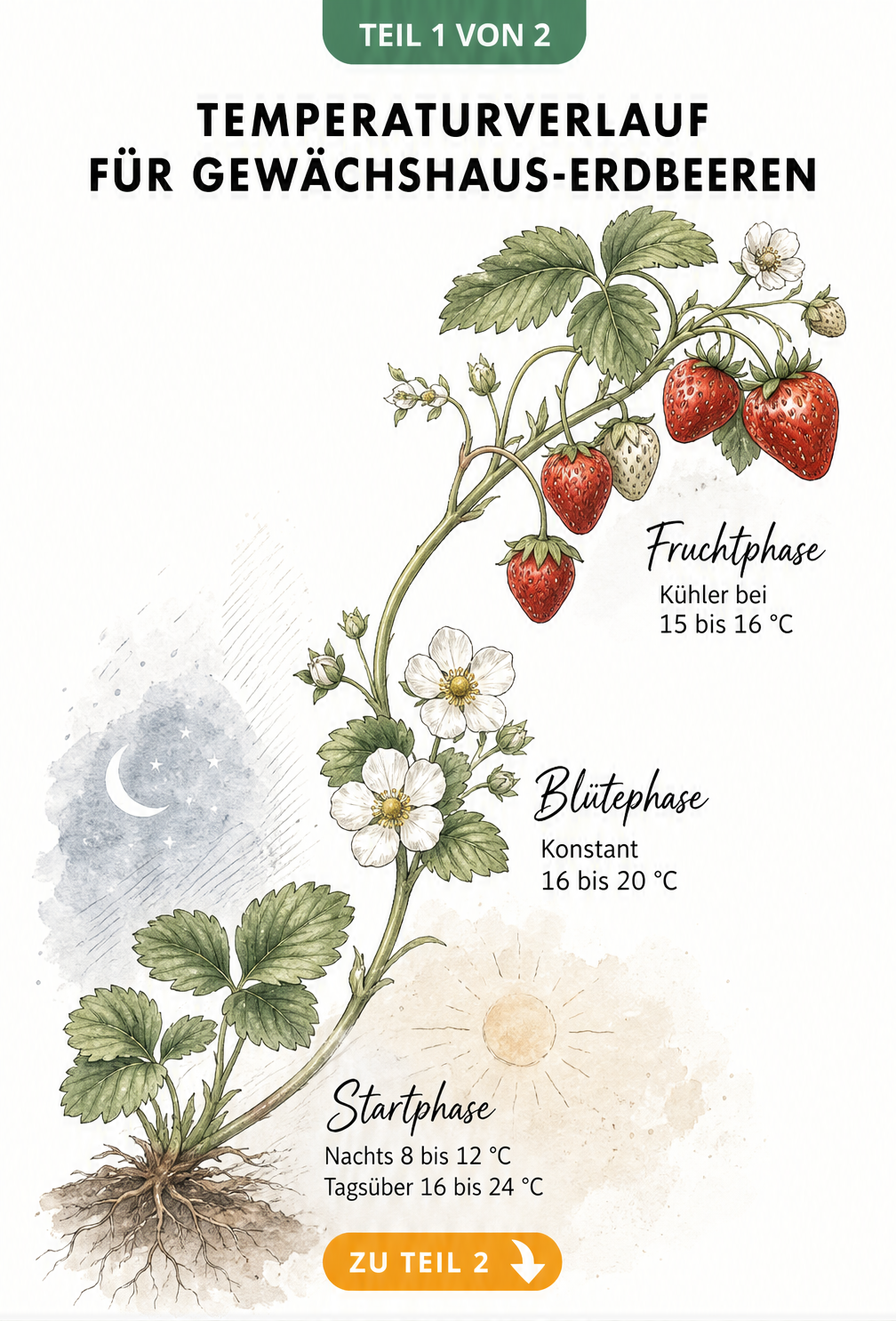 Botanische Illustration einer Erdbeerpflanze mit Temperaturangaben für Startphase, Blütephase und Fruchtphase im Gewächshaus