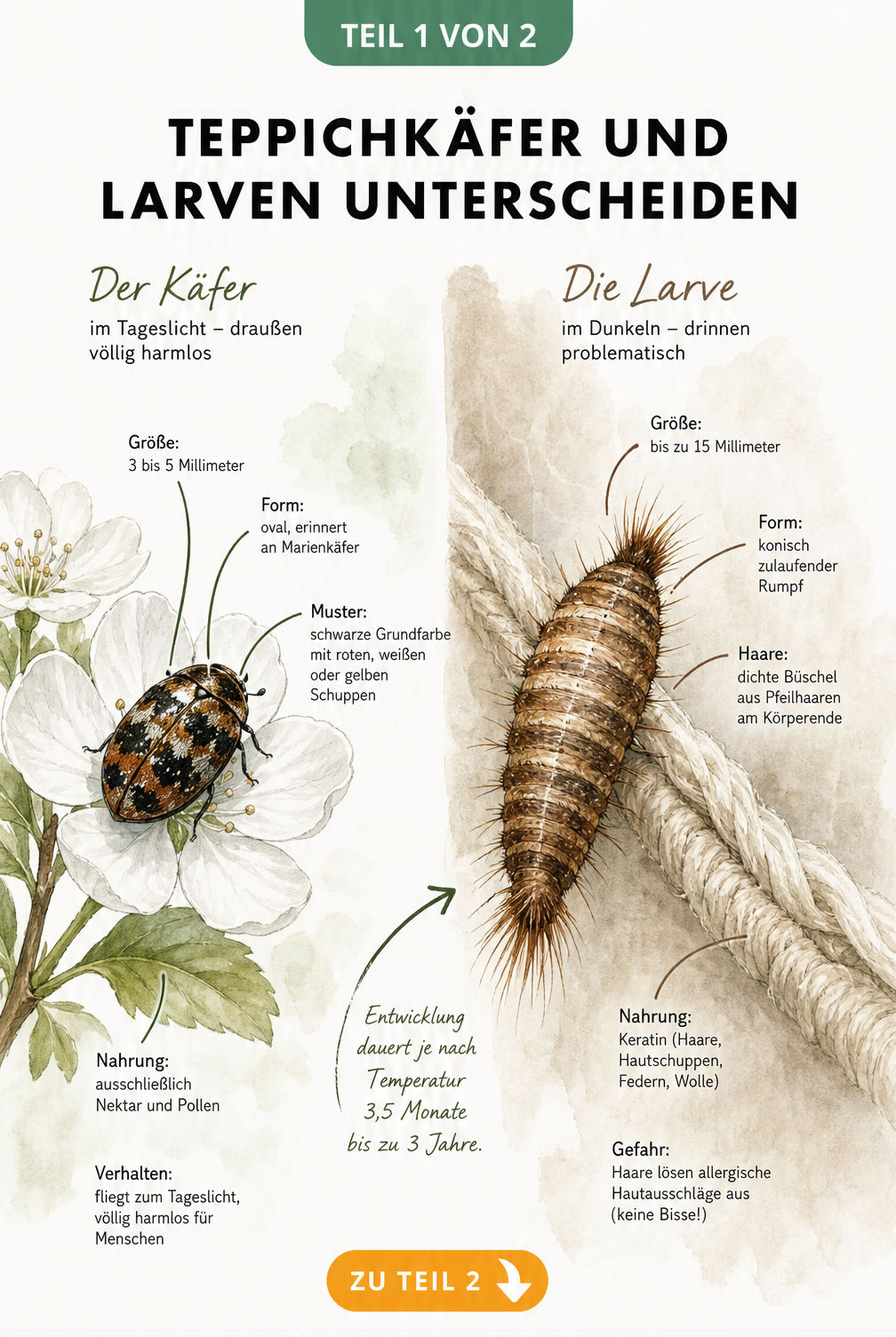 Gegenüberstellung von Teppichkäfer und Larve mit Merkmalen zu Größe, Form, Nahrung und Verhalten