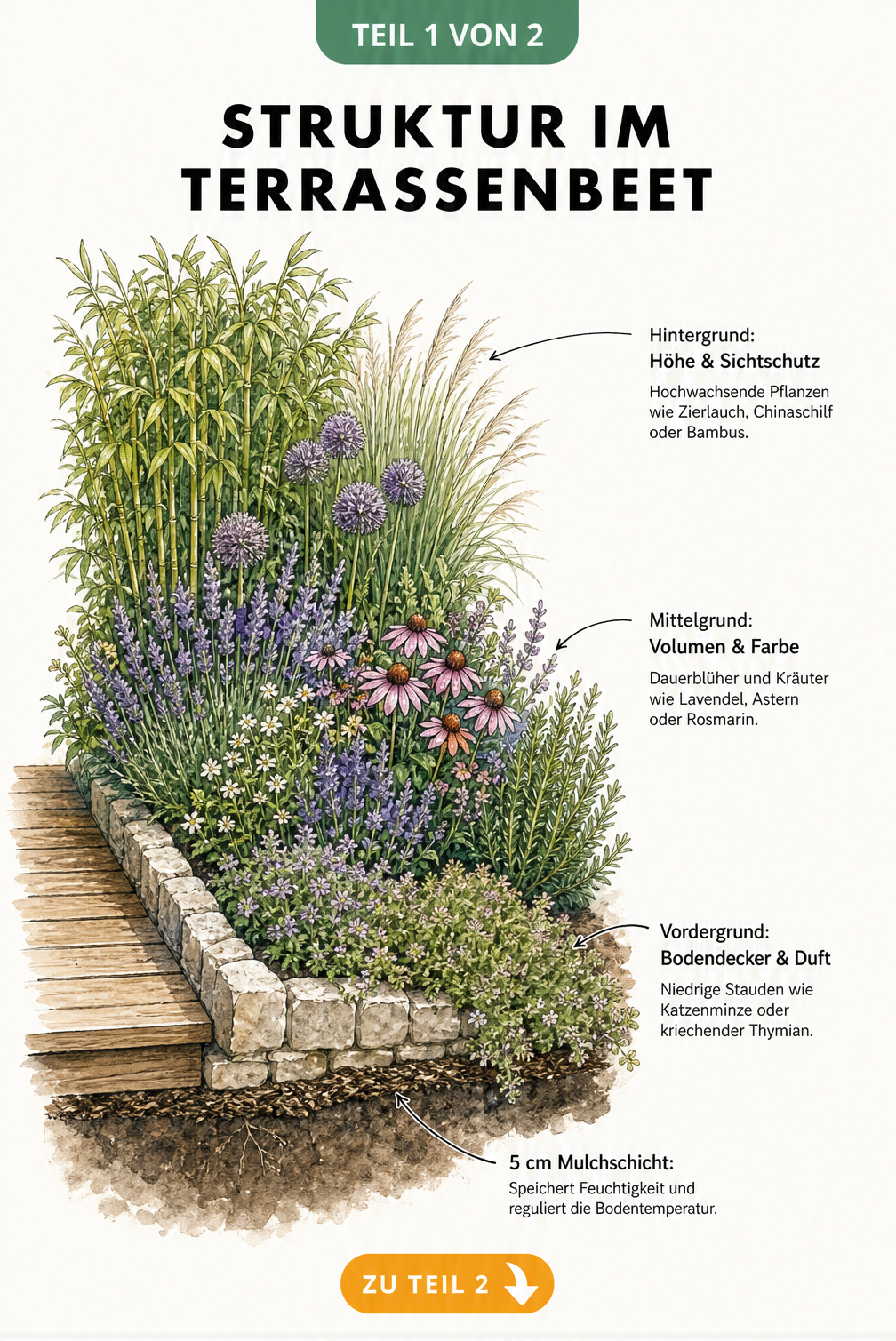 Querschnitt-Illustration eines Terrassenbeets mit Höhenstaffelung von Zierlauch im Hintergrund bis Katzenminze im Vordergrund