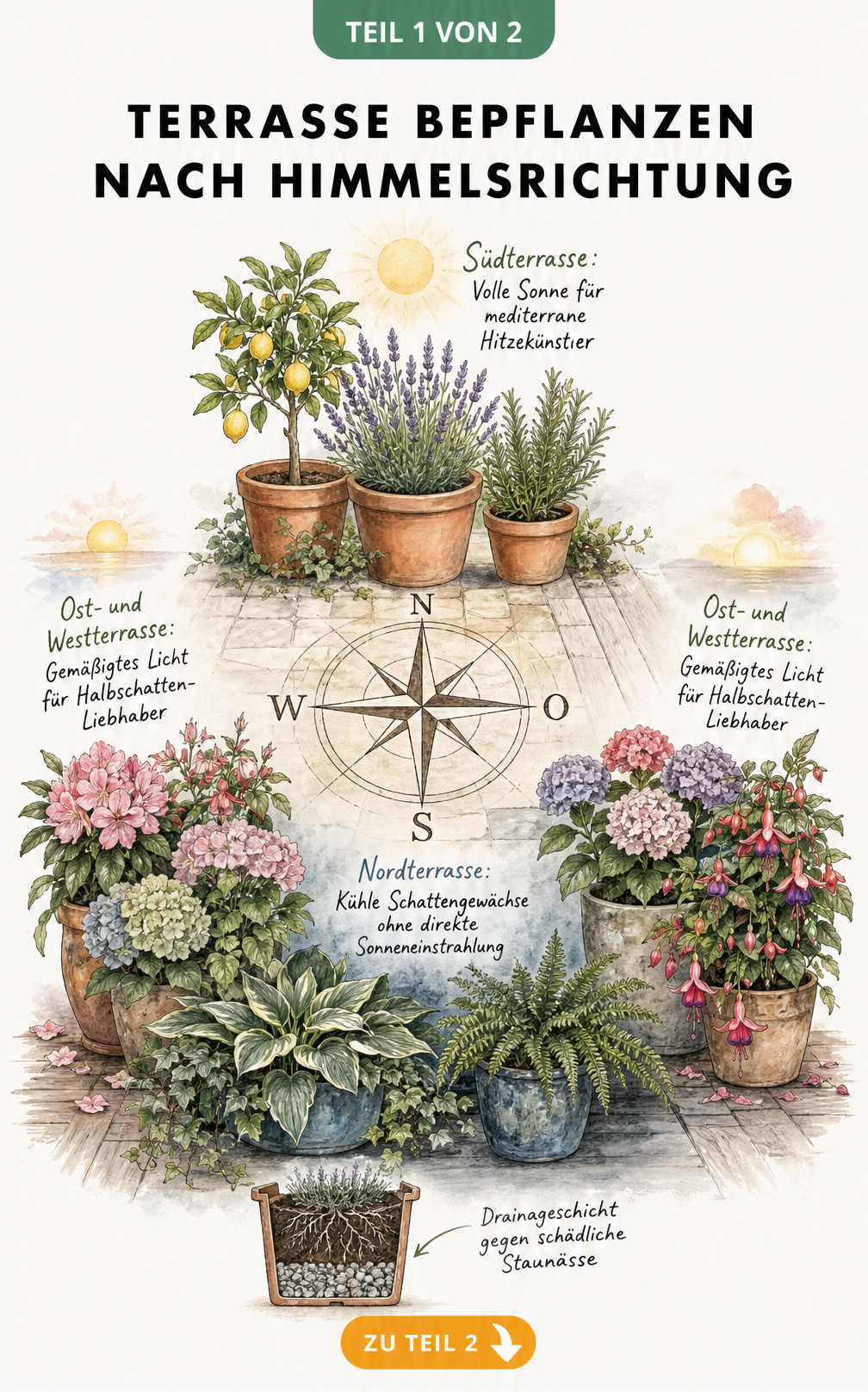 Illustration einer Kompassrose mit Pflanzen für Süd-, Nord-, Ost- und Westterrasse sowie einem Querschnitt durch einen Pflanzkübel mit Drainageschicht.