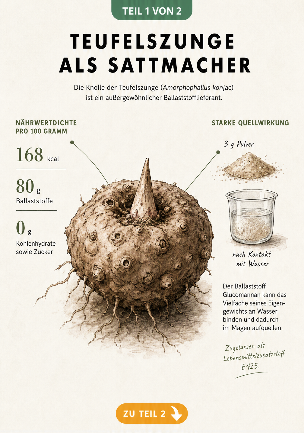 Botanische Illustration einer Teufelszungen-Knolle mit Nährwertangaben und Quellwirkung von Glucomannan