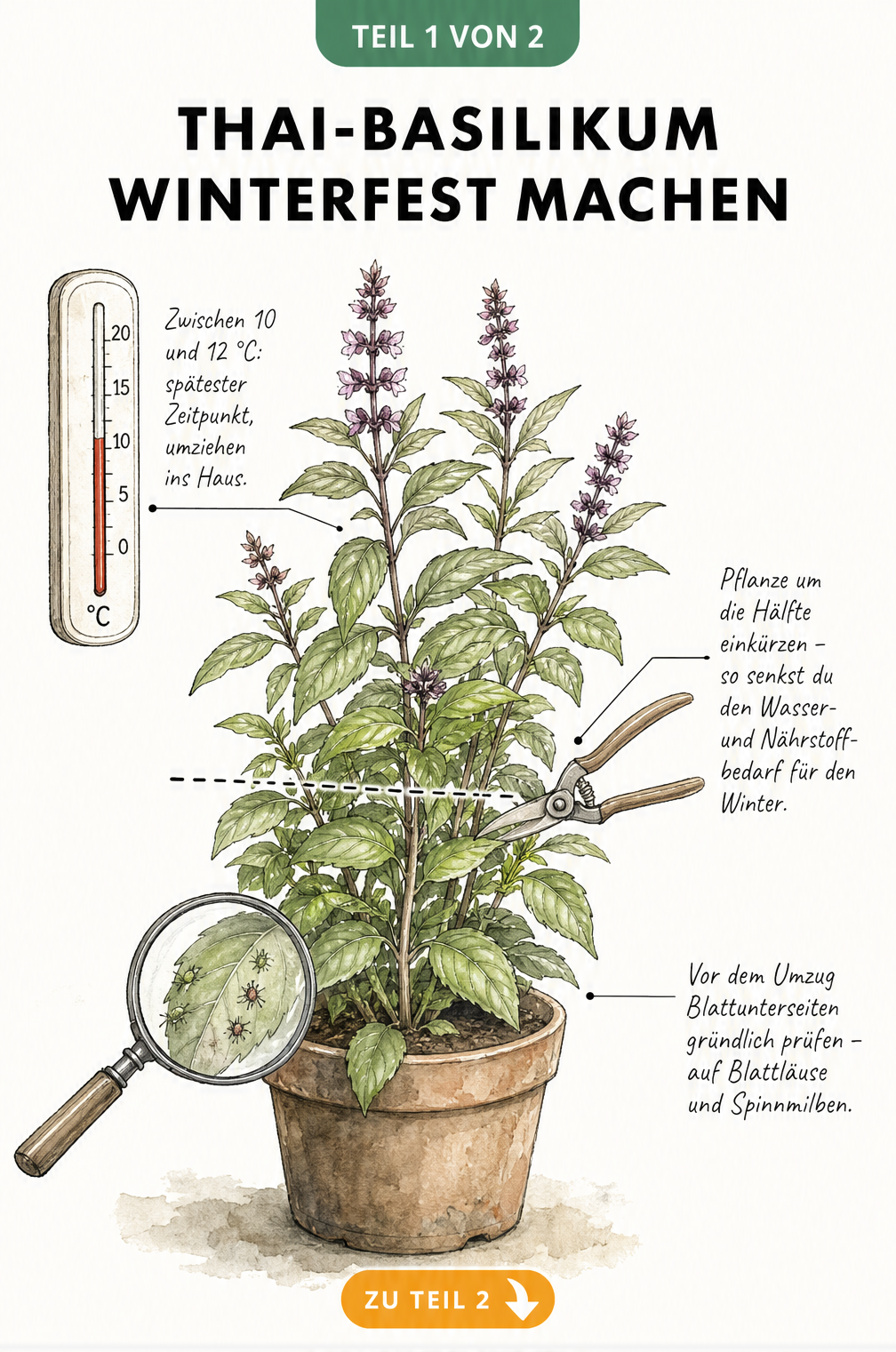 Botanische Illustration eines Thai-Basilikums mit Thermometer, Gartenschere und Lupe zur Vorbereitung auf die Überwinterung