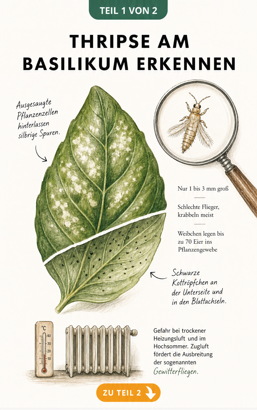 Illustration eines Basilikumblatts mit silbrigen Flecken und schwarzen Kottröpfchen sowie einer Lupe, die einen Thrips zeigt