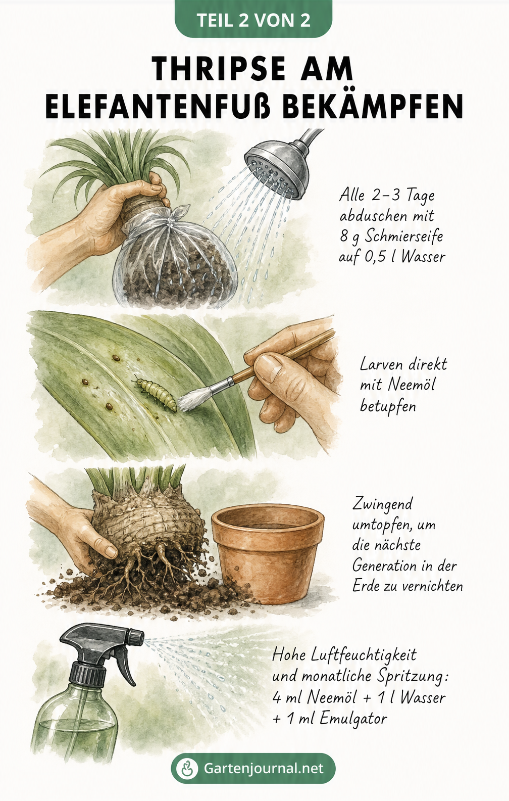 Illustration zur Bekämpfung von Thripsen am Elefantenfuß: Pflanze abduschen, Larven mit Neemöl betupfen und umtopfen.