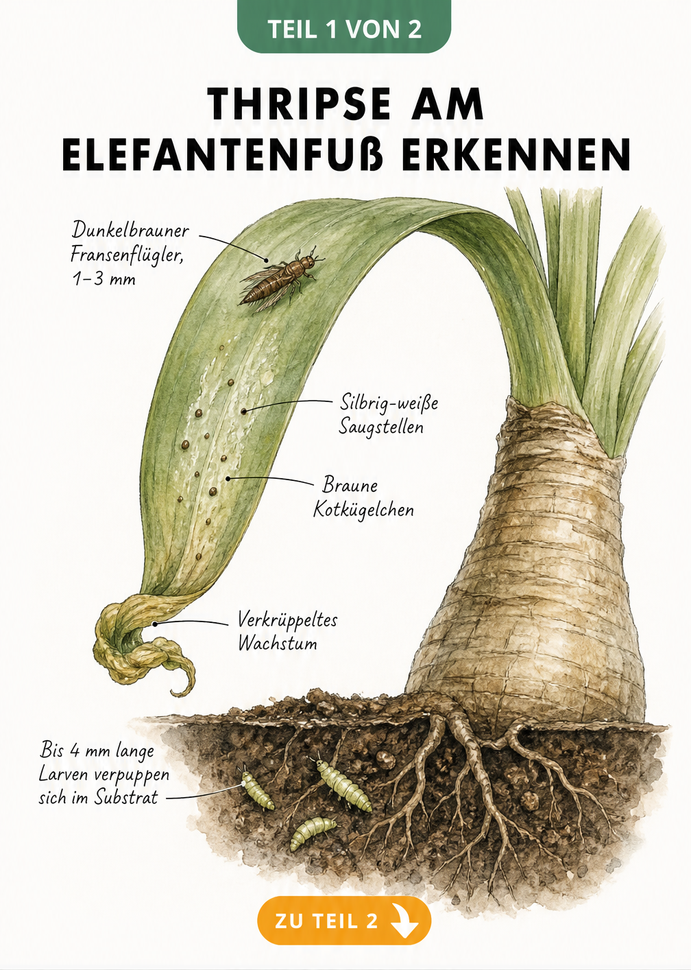 Botanische Illustration eines Elefantenfuß-Blattes mit Thripsen, silbrig-weißen Saugstellen, braunen Kotkügelchen und Larven in der Blumenerde.
