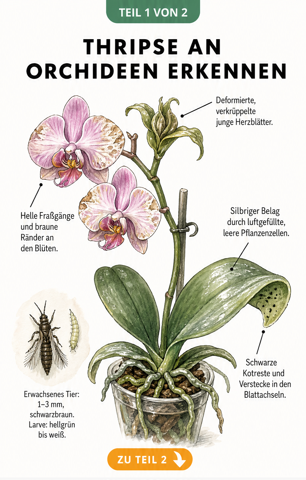 Botanische Illustration einer Orchidee, die Schadbilder von Thripsen wie helle Fraßgänge, deformierte Blätter und silbrigen Belag zeigt.