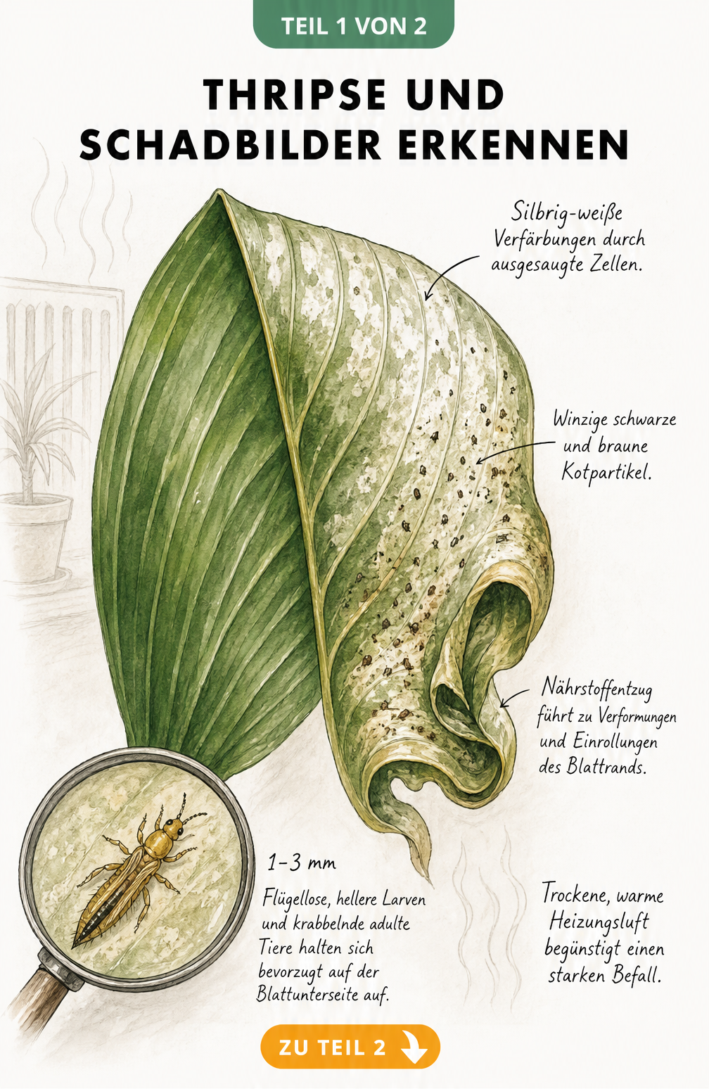 Botanische Illustration eines Blattes mit Thripse-Schadbildern wie silbrigen Verfärbungen und Kotpartikeln sowie einer Lupenansicht des Schädlings.