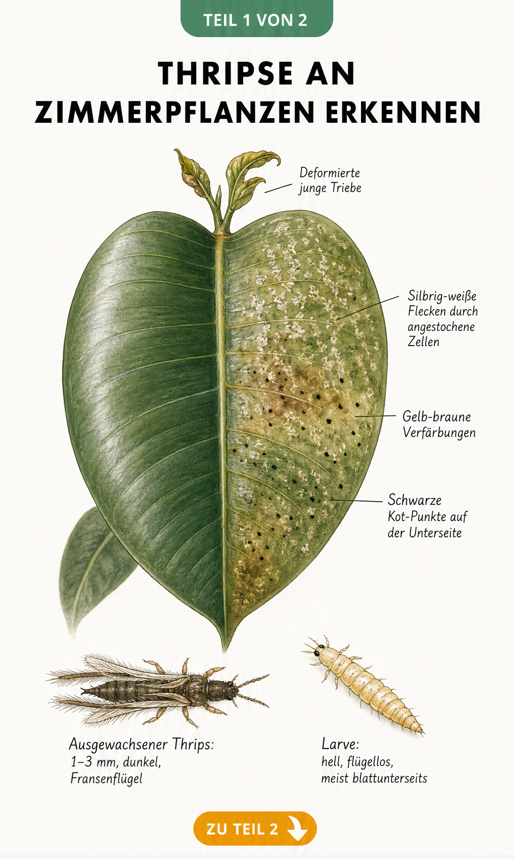 Illustration eines Zimmerpflanzenblattes mit Thripse-Schadbildern wie silbrigen Flecken und schwarzen Kotpunkten sowie vergrößerten Darstellungen von Thrips...