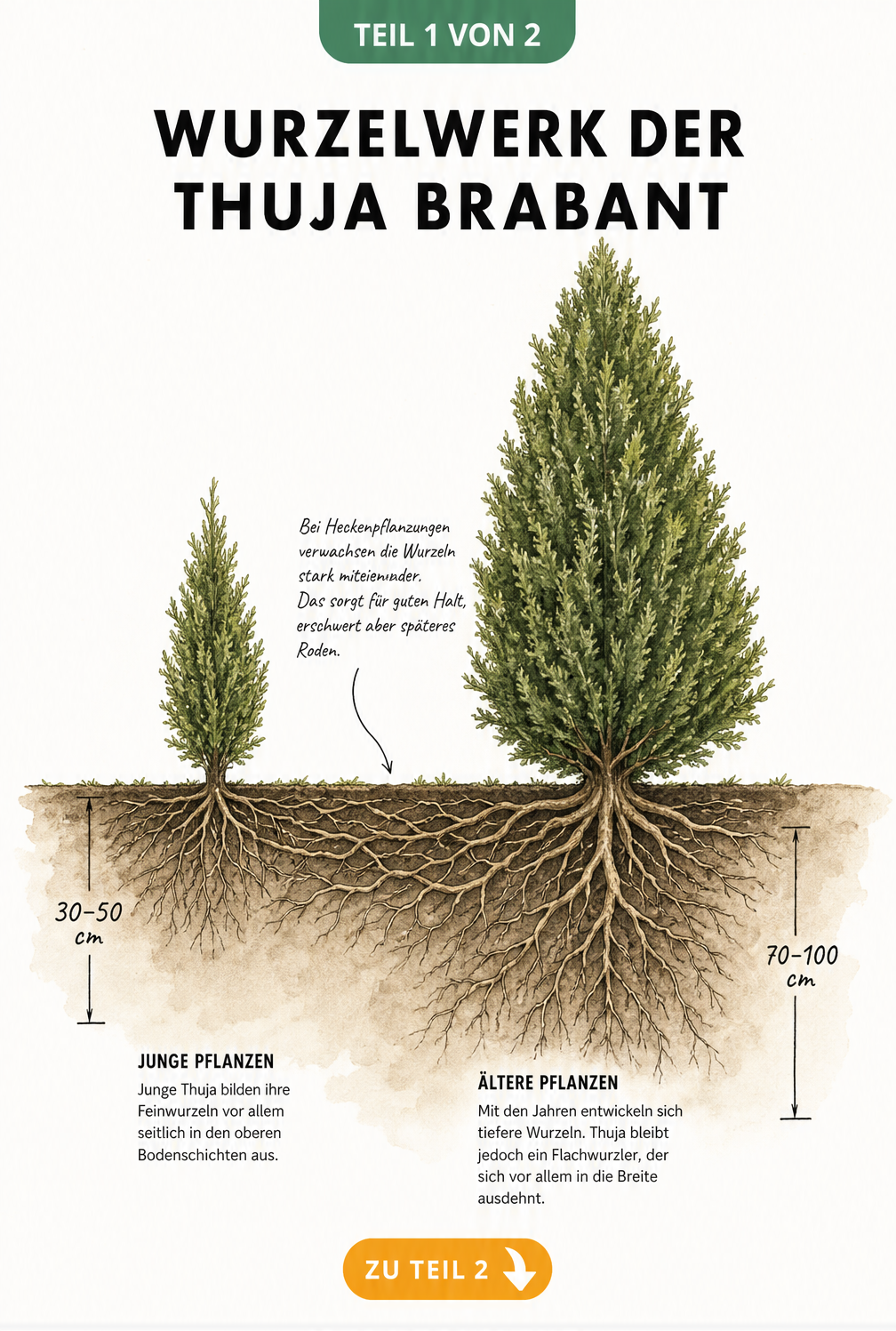 Querschnitt durch das Erdreich mit dem Wurzelwerk einer jungen und einer ausgewachsenen Thuja Brabant