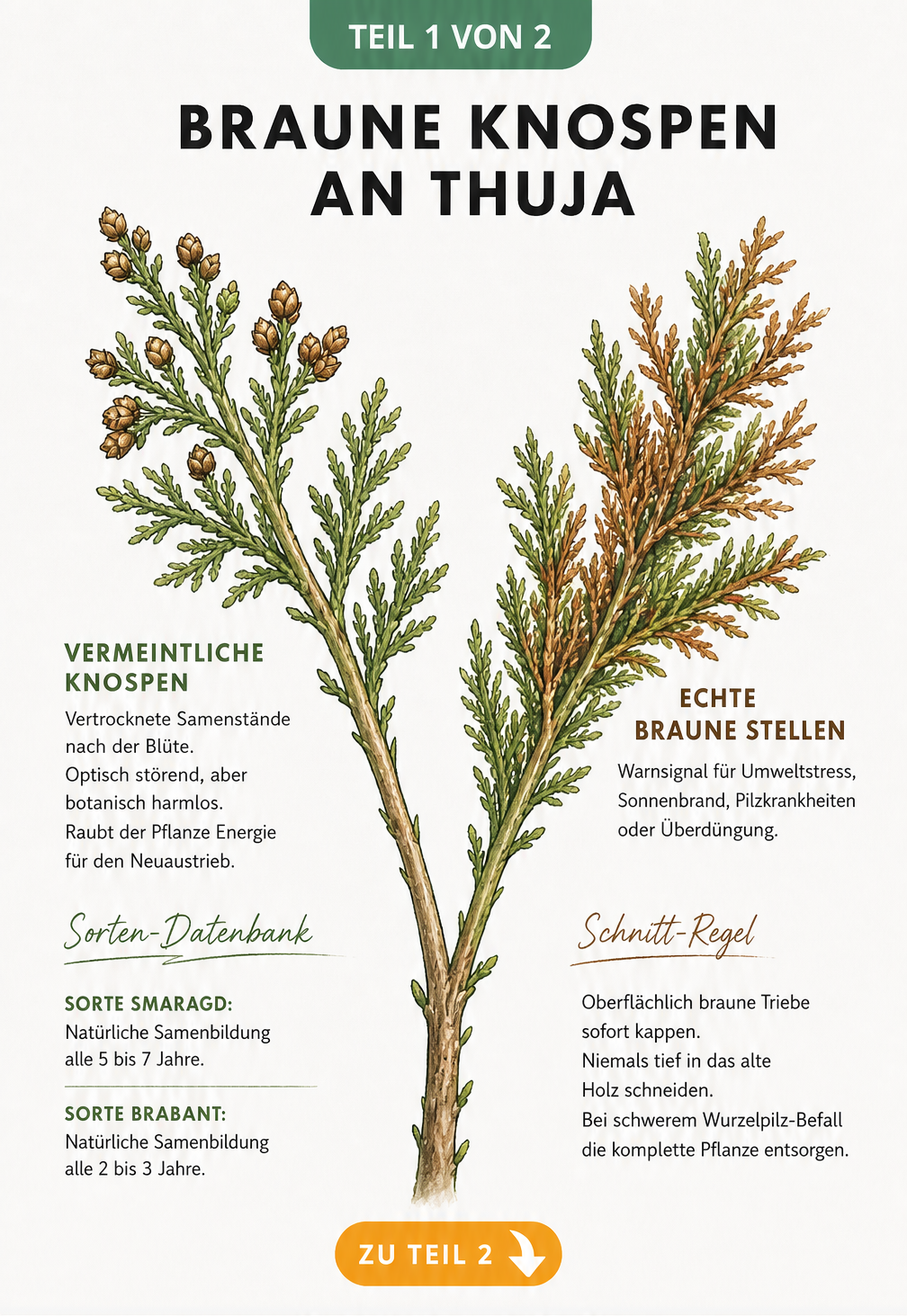 Illustration eines Thuja-Zweigs, der den Unterschied zwischen harmlosen braunen Samenständen und echten braunen Stellen durch Schäden zeigt.