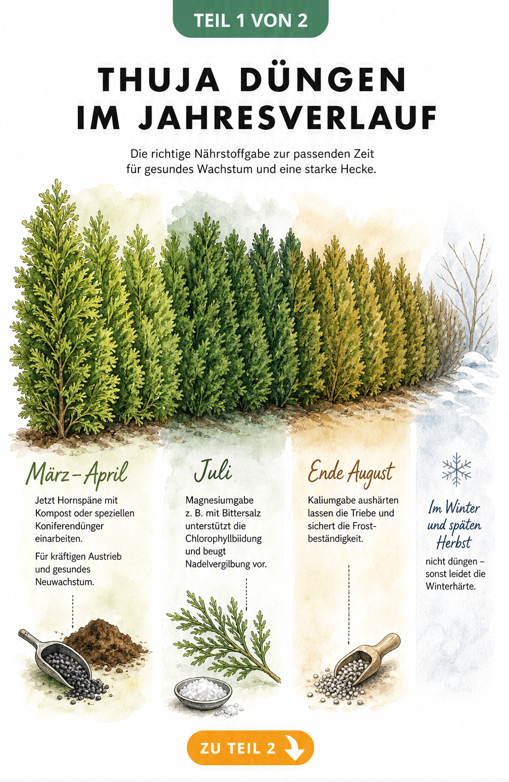 Illustration einer Thuja-Hecke mit Düngeempfehlungen für Frühjahr, Sommer und Herbst