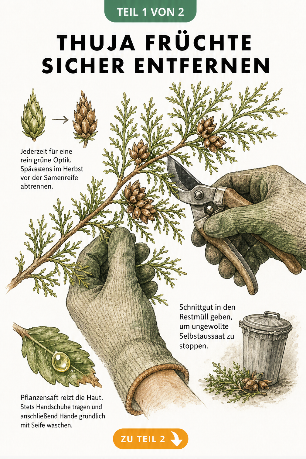 Illustration einer Thuja mit braunen Zapfen, die mit Gartenschere und Handschuhen entfernt werden