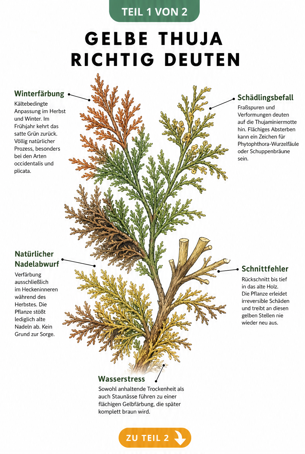 Botanische Illustration eines Thuja-Zweigs, der verschiedene Ursachen für gelbe Verfärbungen wie Winterfärbung, Nadelabwurf, Schädlingsbefall, Schnittfehler...