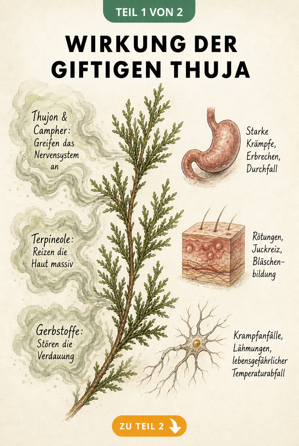 Botanische Illustration eines Thuja-Zweigs, die giftige Inhaltsstoffe wie Thujon und körperliche Symptome wie Krämpfe und Hautreizungen zeigt.