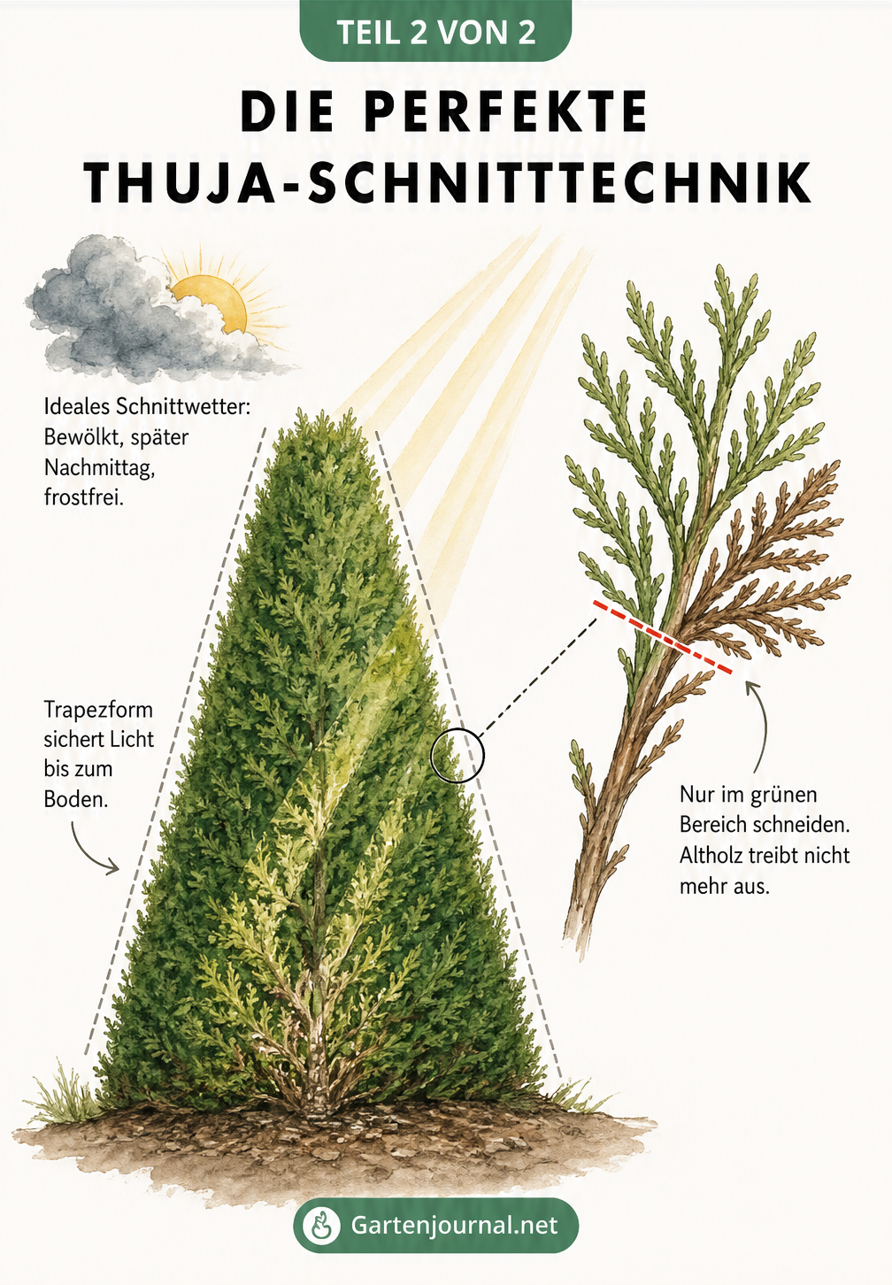 Querschnitt-Zeichnung einer Thuja-Hecke in Trapezform mit Detailansicht eines Astes, die zeigt, dass nur im grünen Bereich geschnitten werden darf.