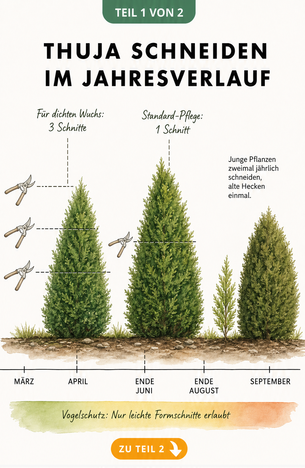 Illustration einer Zeitachse von März bis September, die zeigt, wann und wie oft Thuja-Hecken je nach Alter und gewünschter Dichte geschnitten werden sollten.