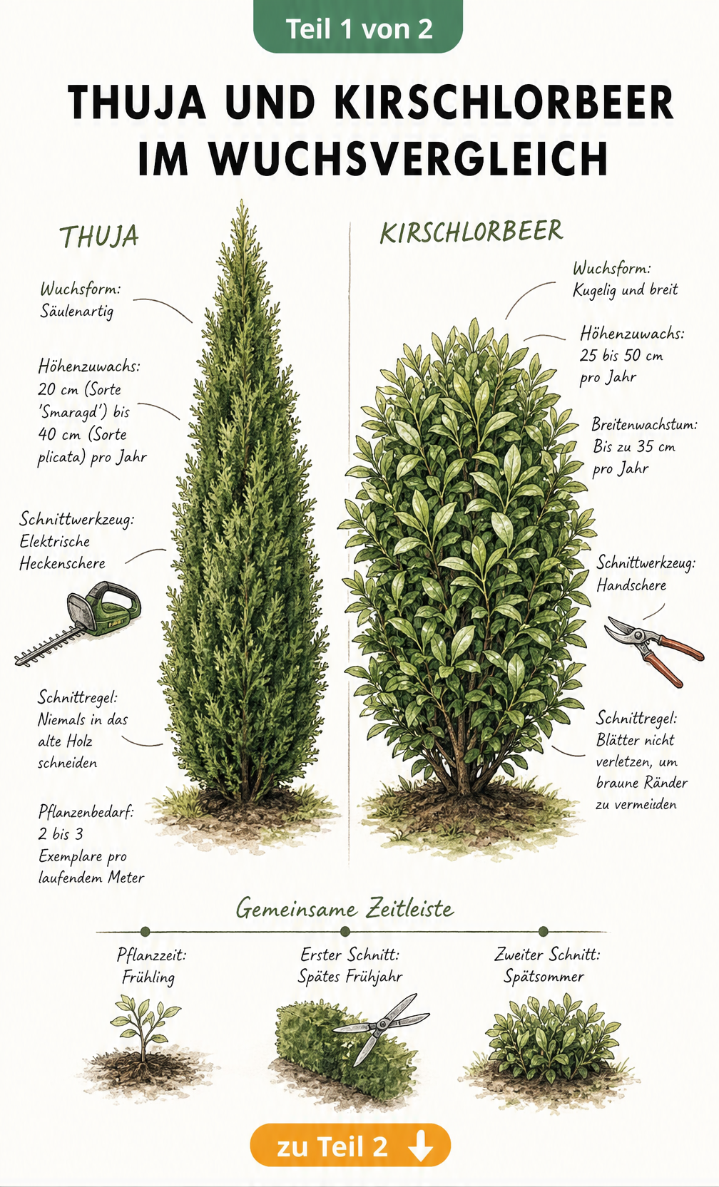 Botanische Gegenüberstellung von Thuja und Kirschlorbeer mit Wuchsform, Höhenzuwachs und Schnittregeln