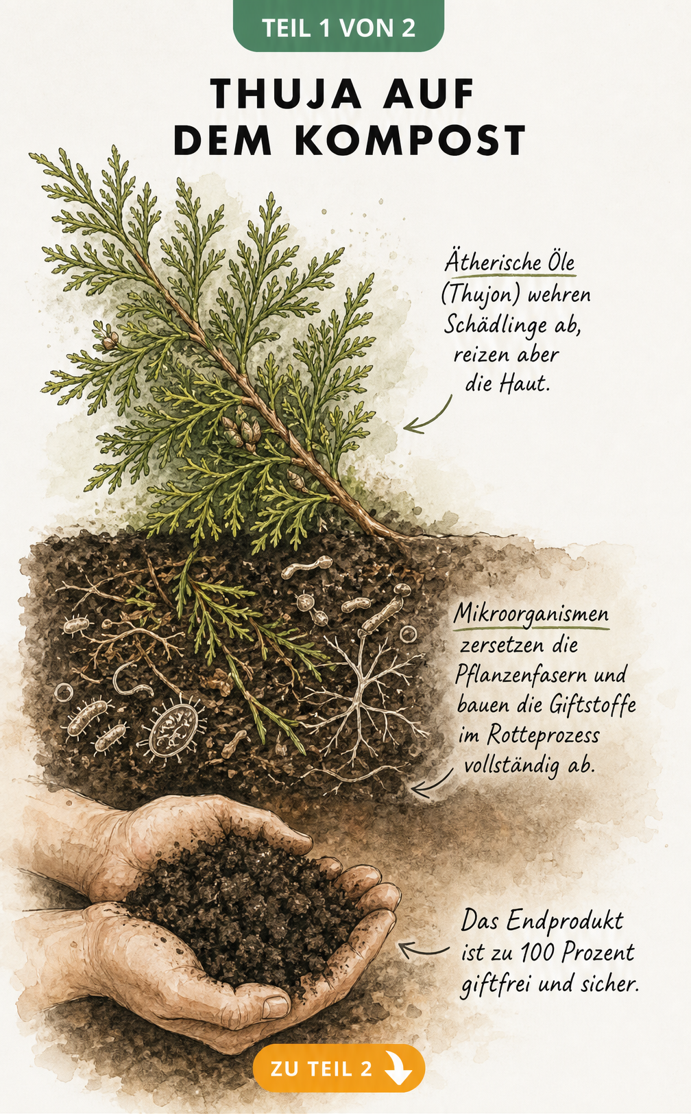 Illustration des Zersetzungsprozesses von giftigen Thuja-Zweigen zu sicherer Humuserde im Kompost