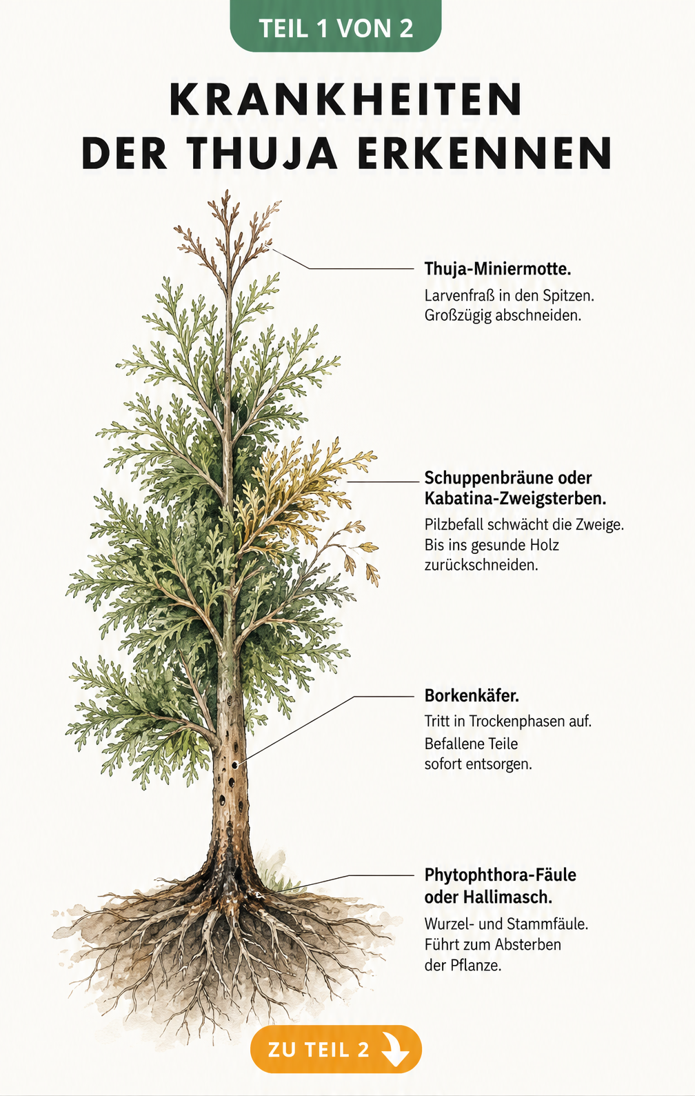 Botanische Illustration einer Thuja mit Schadbildern von Miniermotte, Schuppenbräune, Borkenkäfer und Phytophthora-Fäule