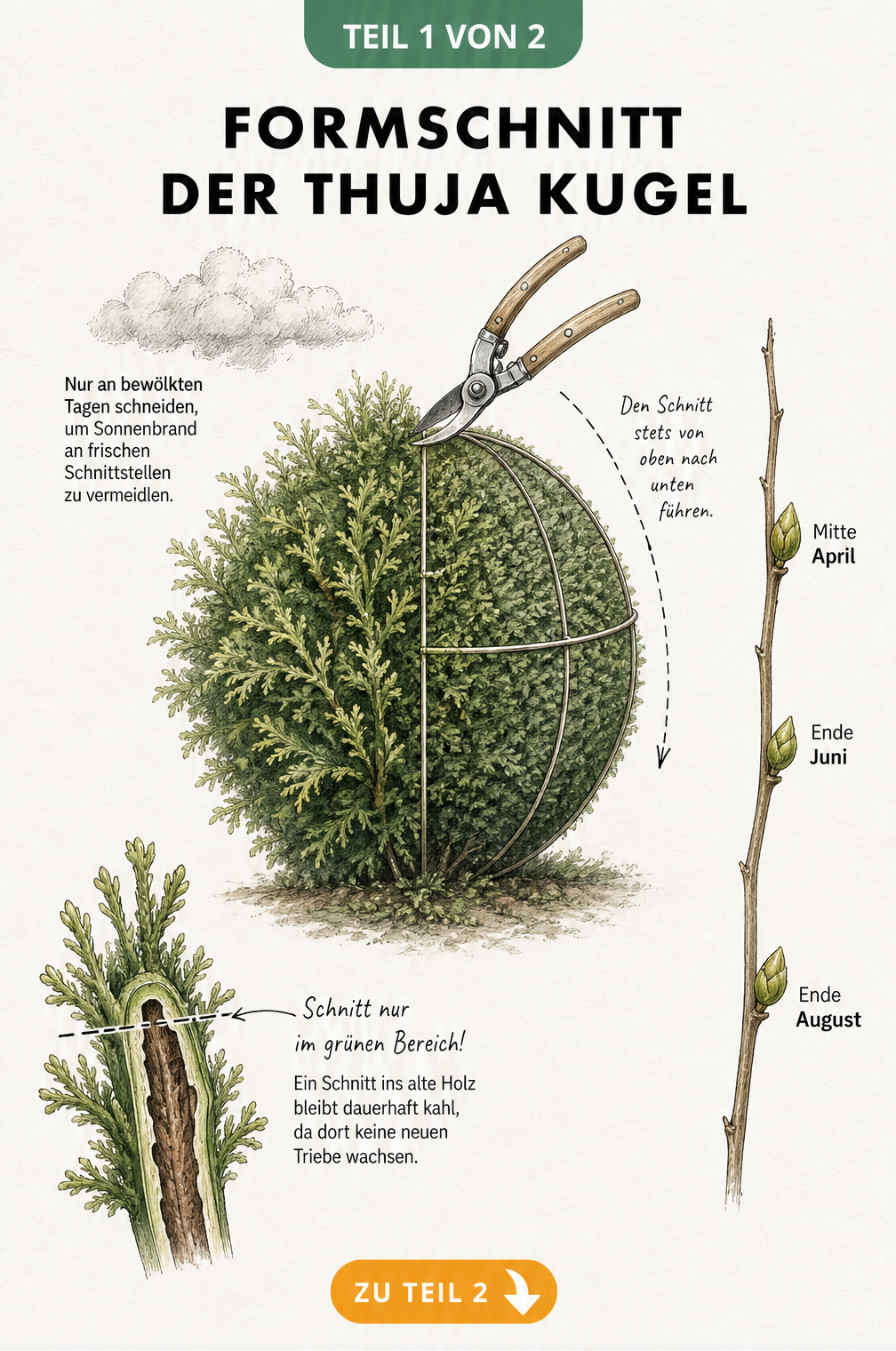 Illustration einer Thuja, die zur Hälfte als Kugel geschnitten ist, mit Schablone, Gartenschere und Hinweisen zum Schnittzeitpunkt
