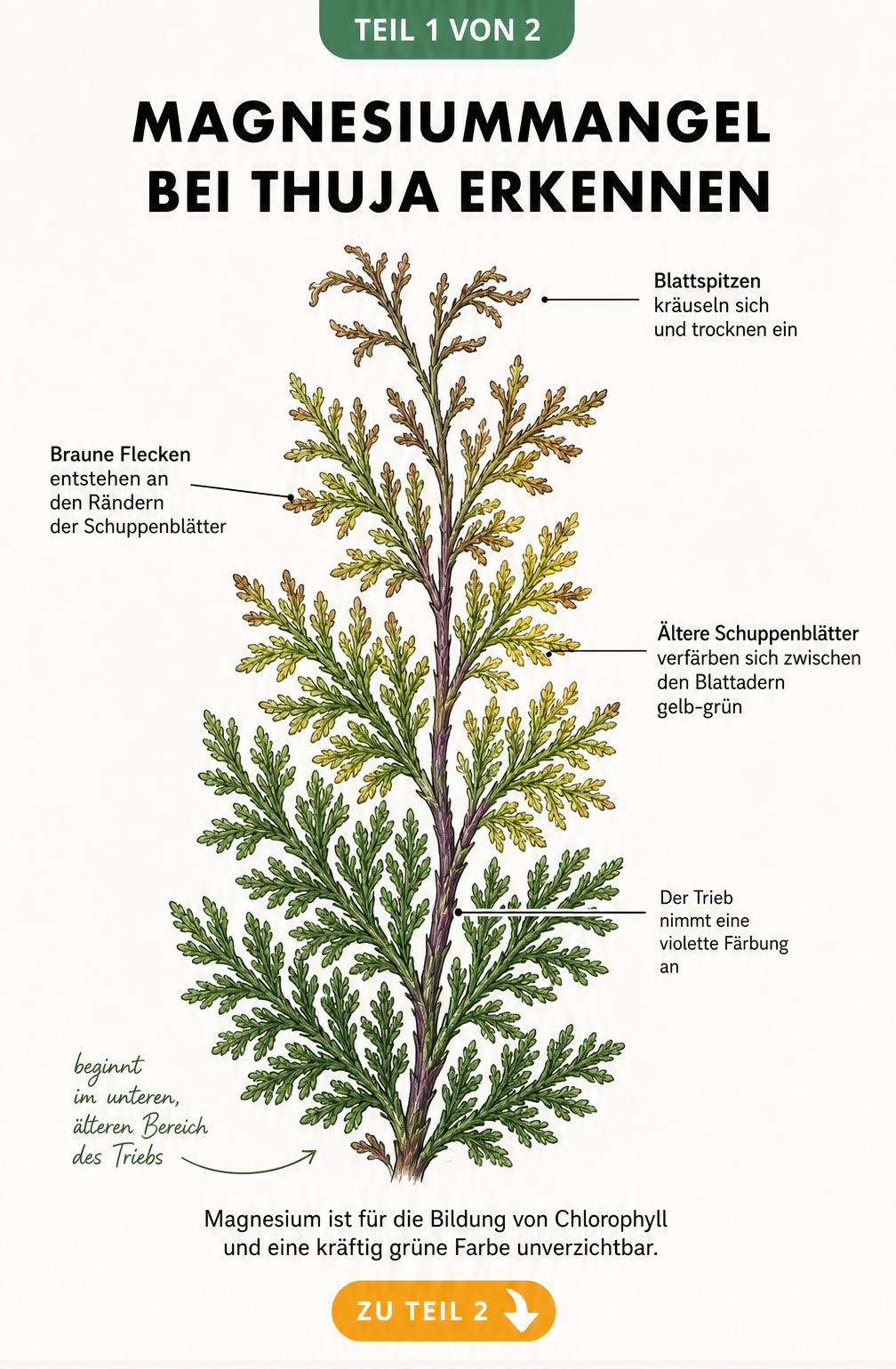 Botanische Illustration eines Thuja-Zweigs, der von unten nach oben Symptome von Magnesiummangel wie gelb-grüne Verfärbungen, braune Flecken, violette Stängel...