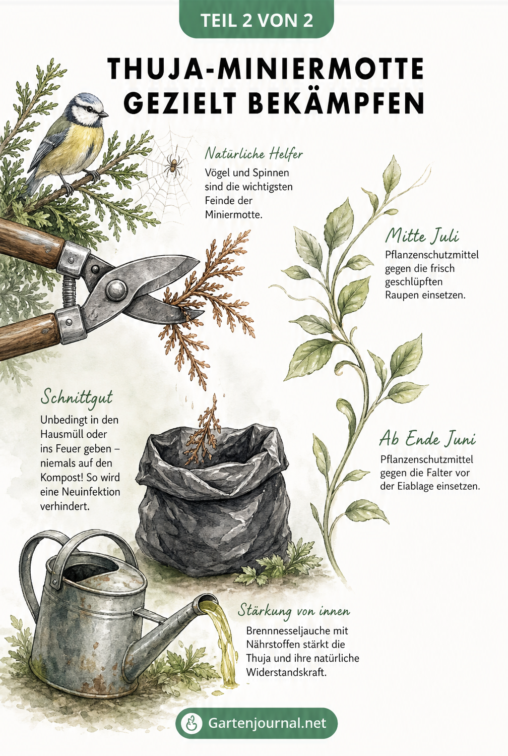 Illustration einer Gartenszene, in der eine Gartenschere eine braune Thuja-Spitze abschneidet, die in einen Restmüllbeutel fällt. Daneben Hinweise zu...