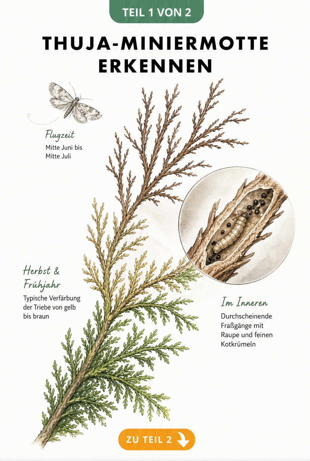 Botanische Illustration eines Thuja-Zweiges, der den Verlauf eines Befalls durch die Thuja-Miniermotte zeigt, von gesunden grünen Schuppenblättern bis zu...