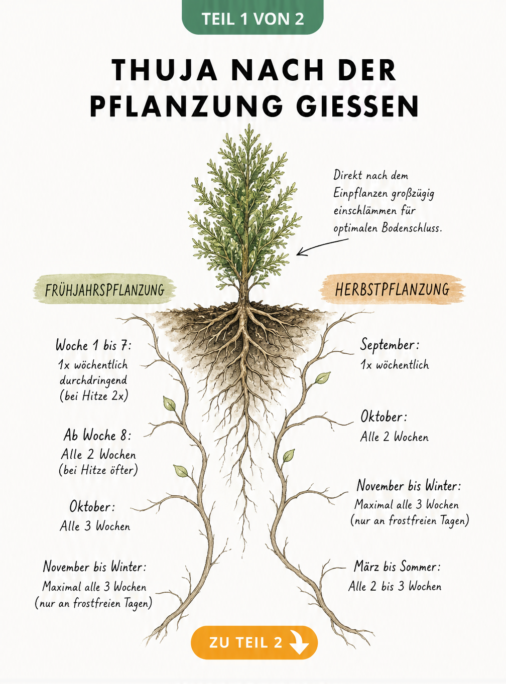 Botanische Illustration einer jungen Thuja-Pflanze mit Wurzelwerk und Zeitachsen für die Bewässerung nach der Frühjahrs- und Herbstpflanzung