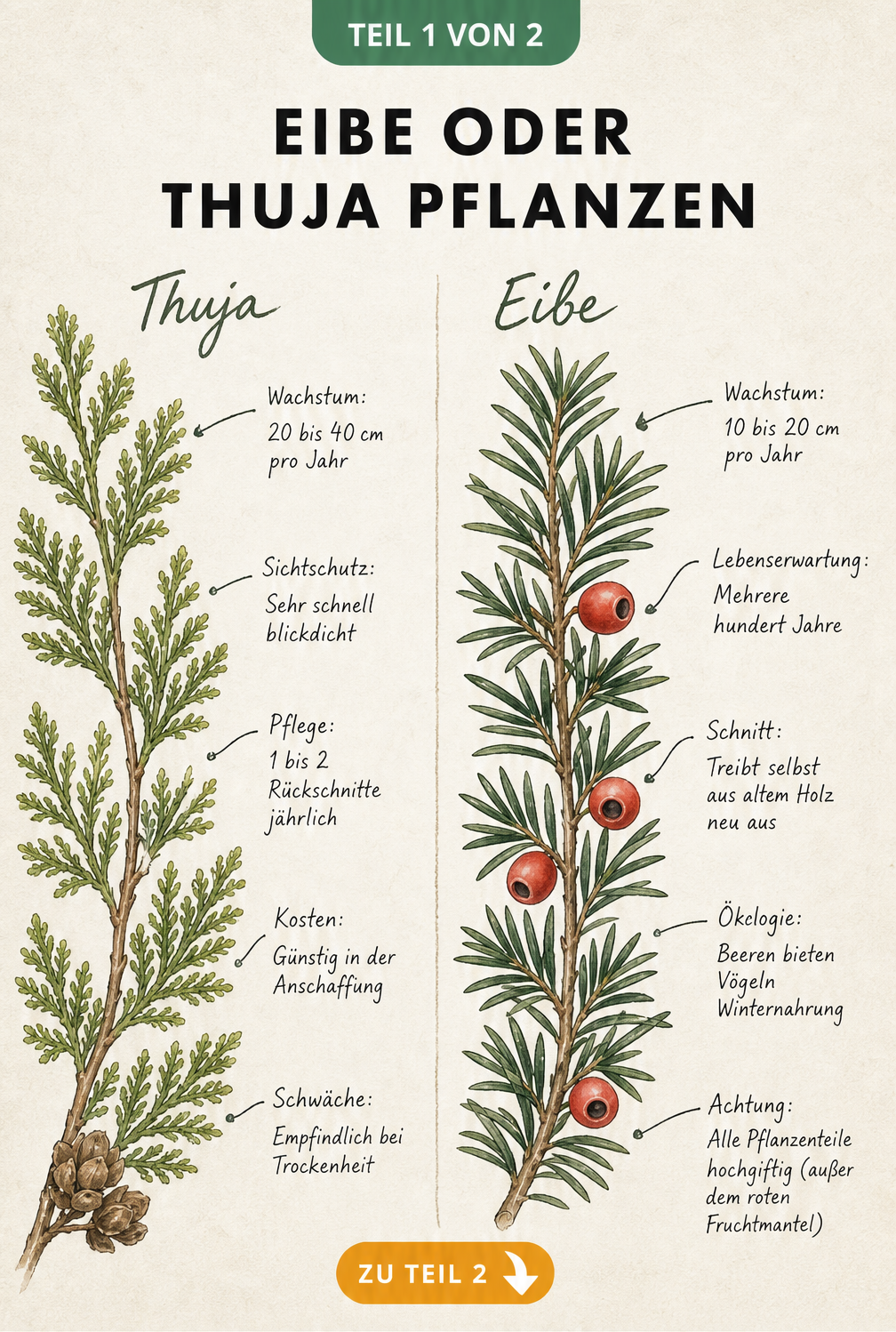 Botanische Illustration, die Zweige von Thuja und Eibe mit ihren Eigenschaften wie Wachstum, Pflege und Kosten vergleicht