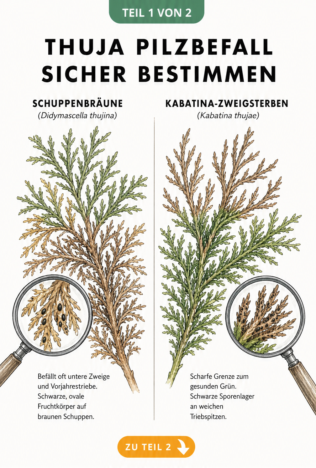 Illustration zweier Thuja-Zweige im Vergleich: links Schuppenbräune mit braunen Schuppen und schwarzen Fruchtkörpern, rechts Kabatina-Zweigsterben mit scharfer...