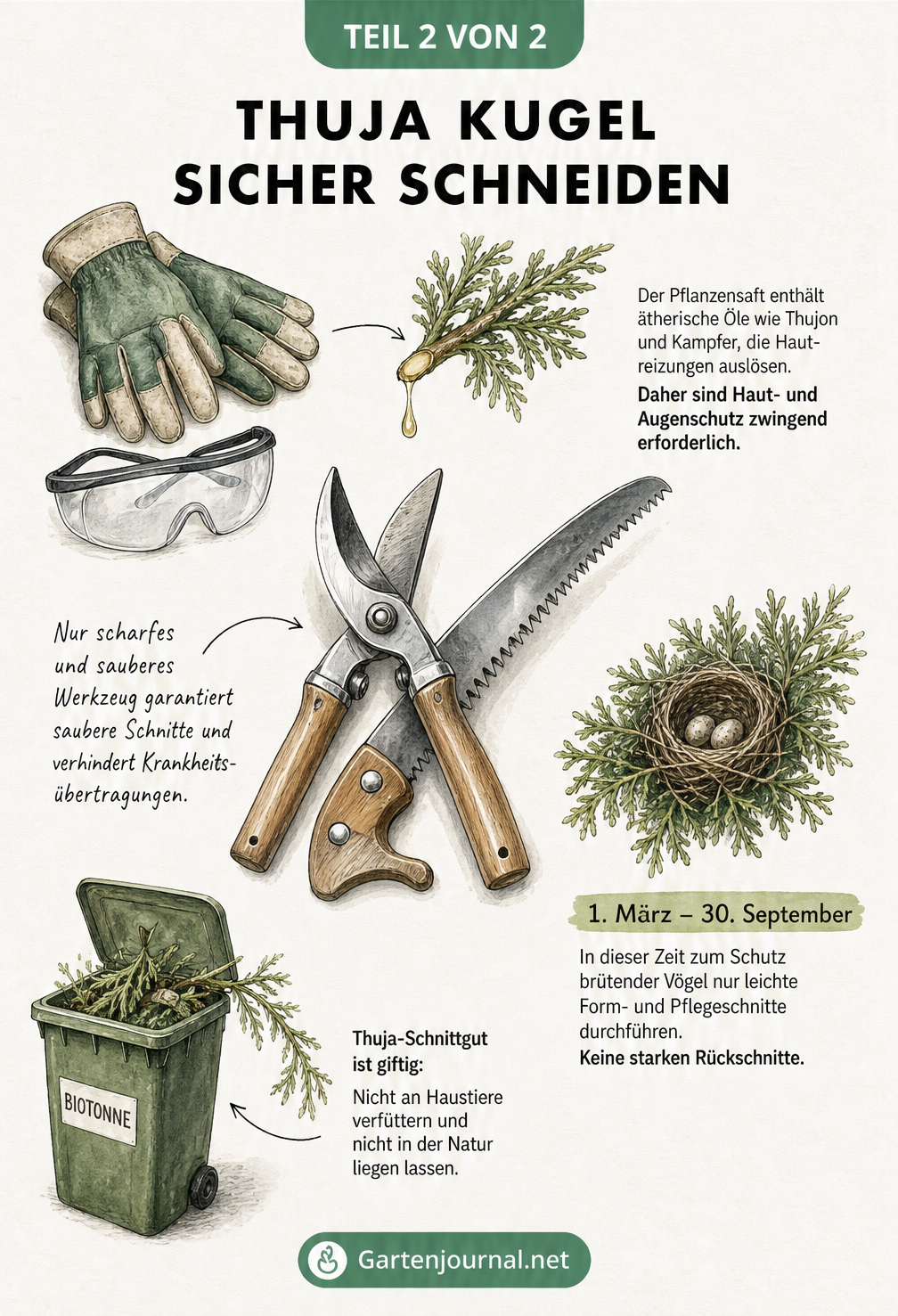 Flatlay-Illustration von Gartenschere, Astsäge, Schutzhandschuhen, Schutzbrille und einer Biotonne für Thuja-Schnittgut