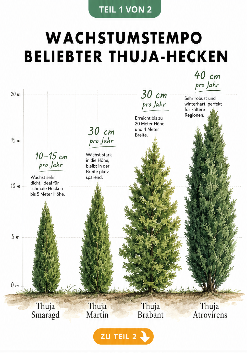 Illustration von vier Thuja-Sorten mit ihrem jährlichen Höhenzuwachs: Smaragd, Martin, Brabant und Atrovirens.