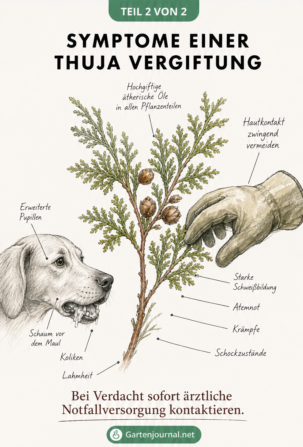 Botanische Zeichnung eines Thuja-Zweigs mit Hinweisen auf Vergiftungssymptome bei Mensch und Hund