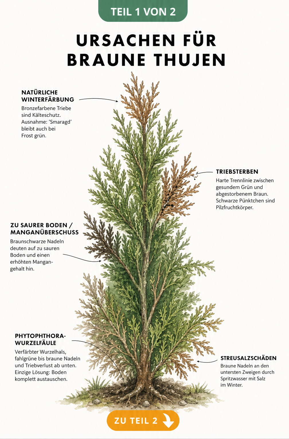 Botanische Illustration einer Thuja mit verschiedenen Ursachen für braune Verfärbungen wie Wurzelfäule, Streusalzschäden und Triebsterben.
