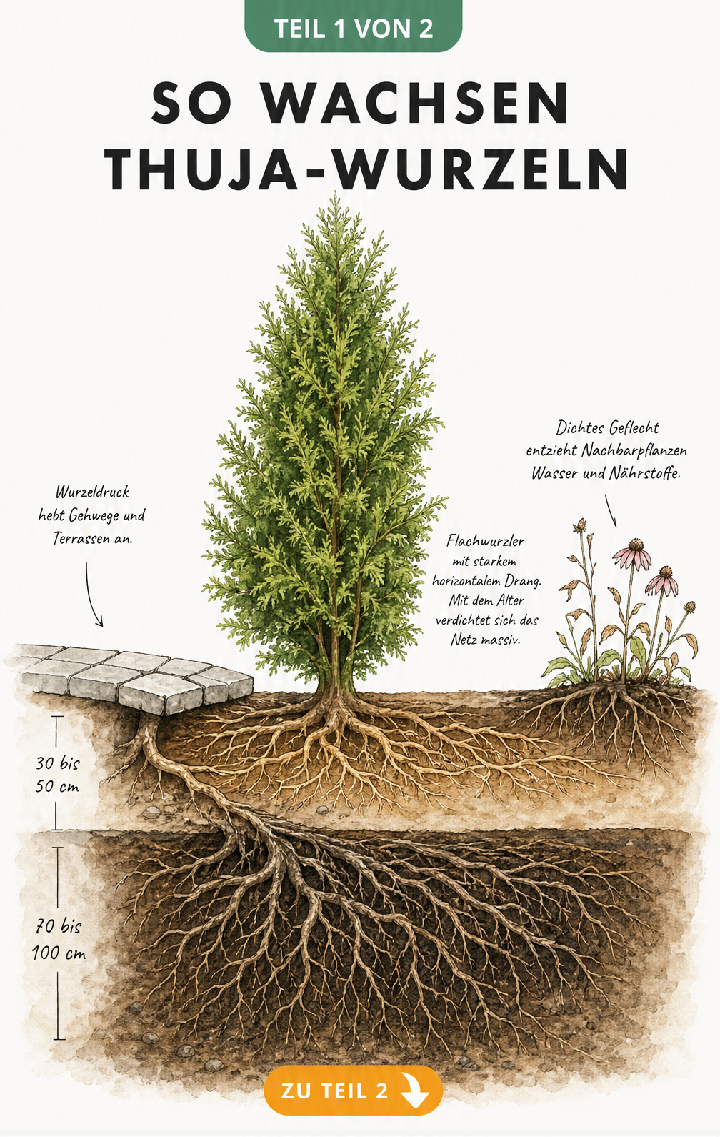 Querschnitt durch das Erdreich zeigt das flache und dichte Wurzelwerk einer Thuja in verschiedenen Tiefen.