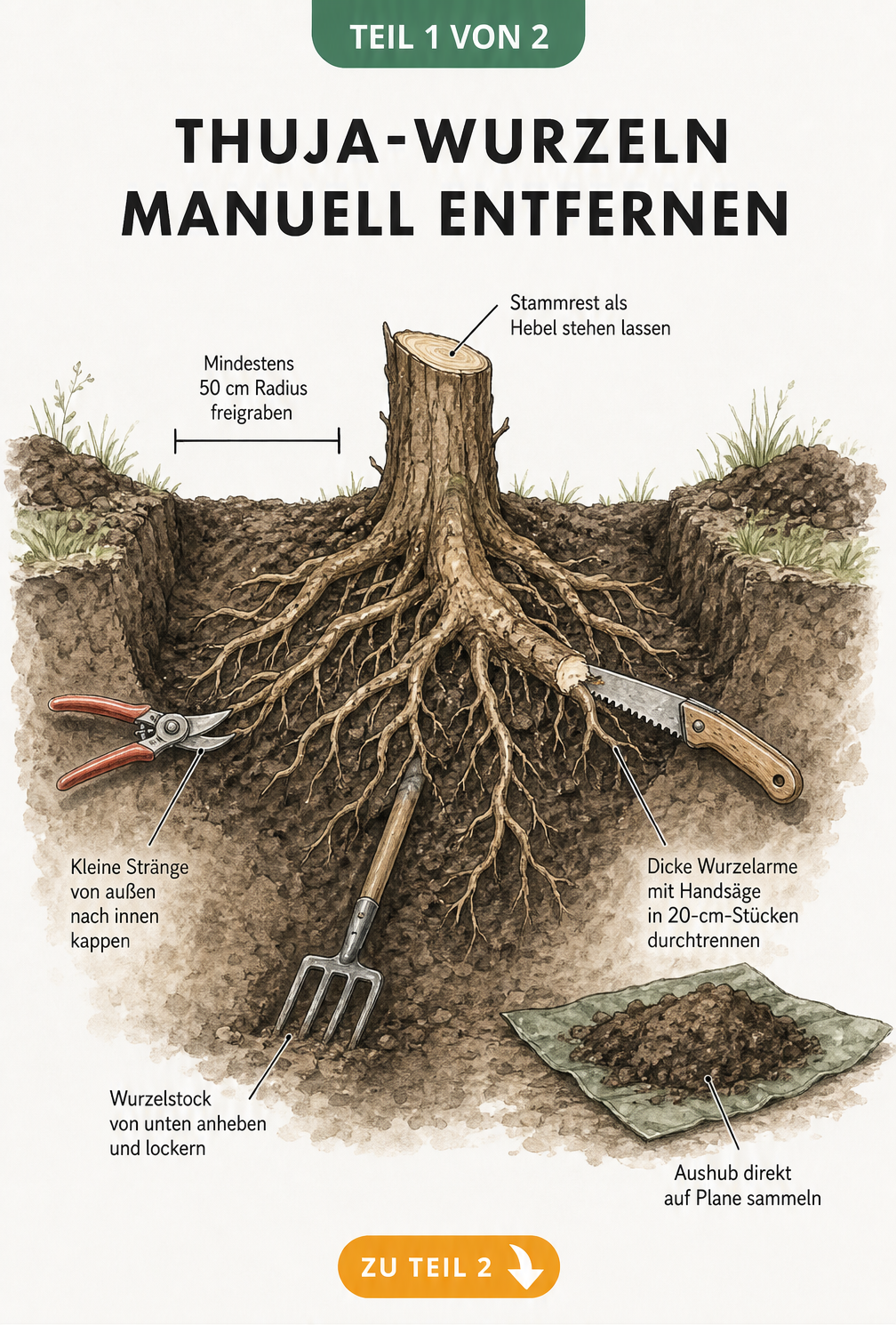 Querschnitt-Illustration eines Gartenbodens mit Thuja-Baumstumpf und Wurzelsystem, das manuell mit Astschere, Handsäge und Grabegabel entfernt wird.