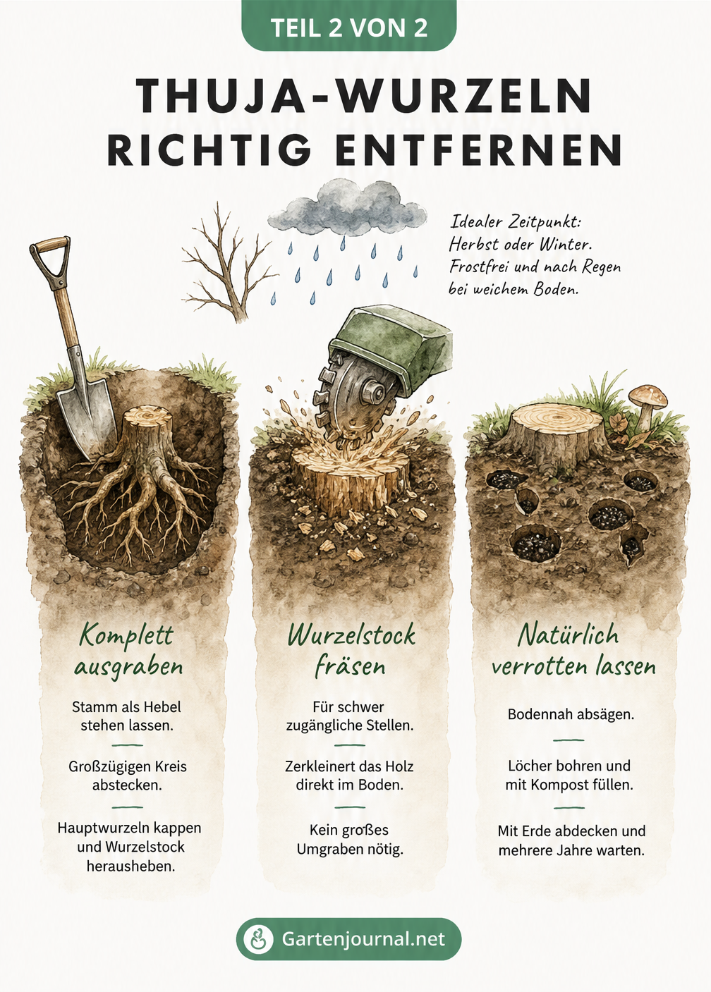Drei Methoden zum Entfernen von Thuja-Wurzeln: Ausgraben, Fräsen und natürliches Verrotten lassen.