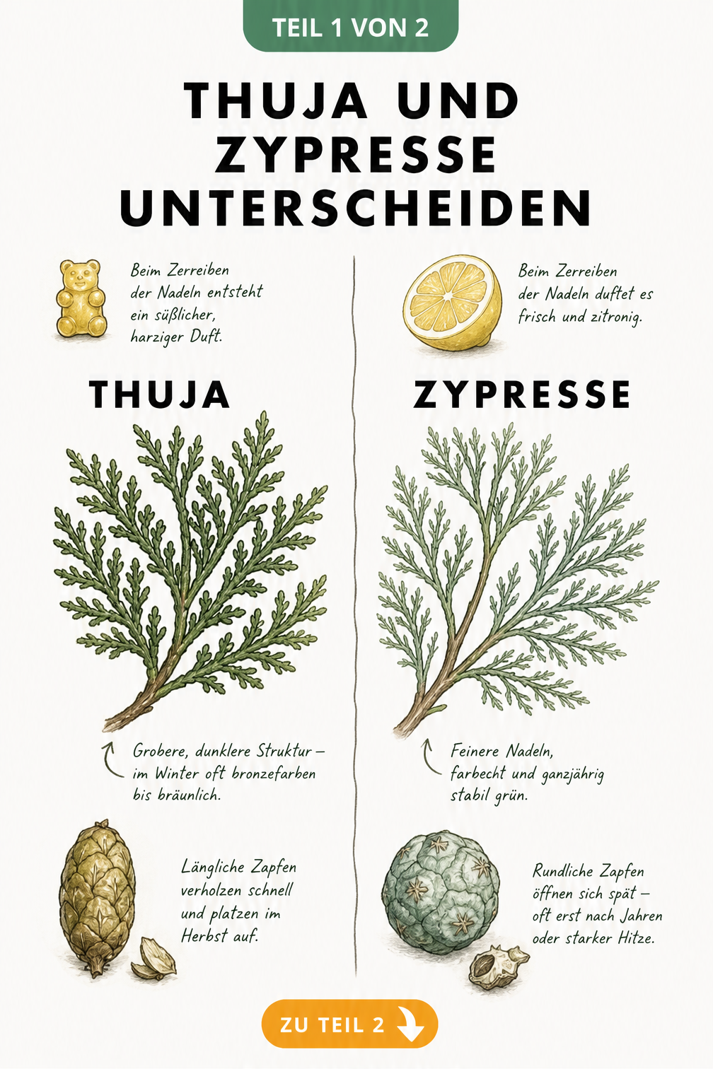 Botanische Zeichnung, die Thuja und Zypresse vergleicht: Nadelstruktur, Zapfenform und Duftnoten.