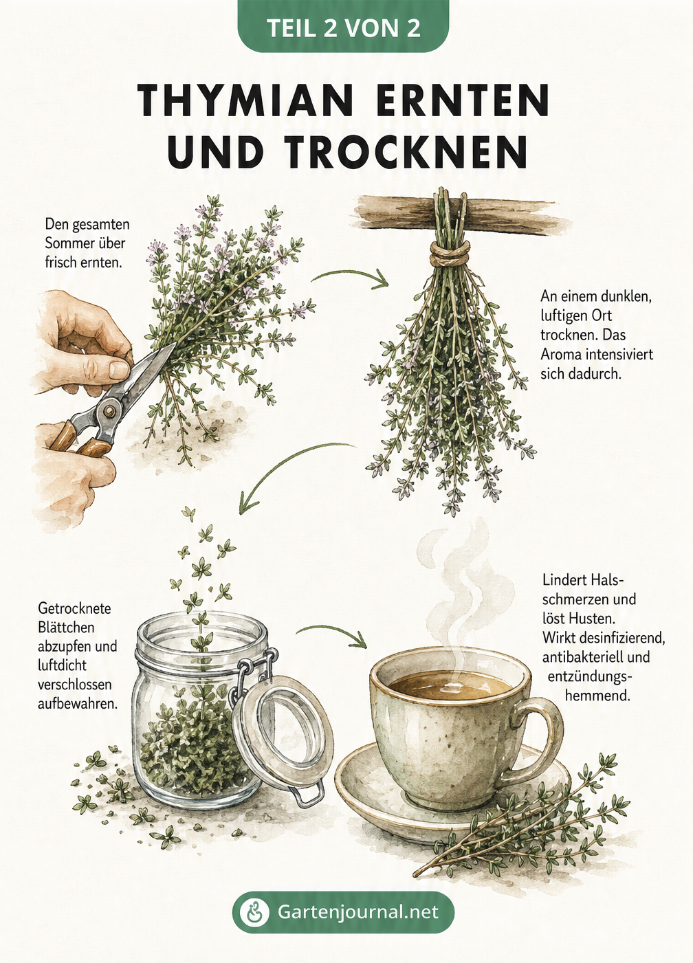 Illustration zum Ernten und Trocknen von Thymian sowie dessen Anwendung als Heiltee
