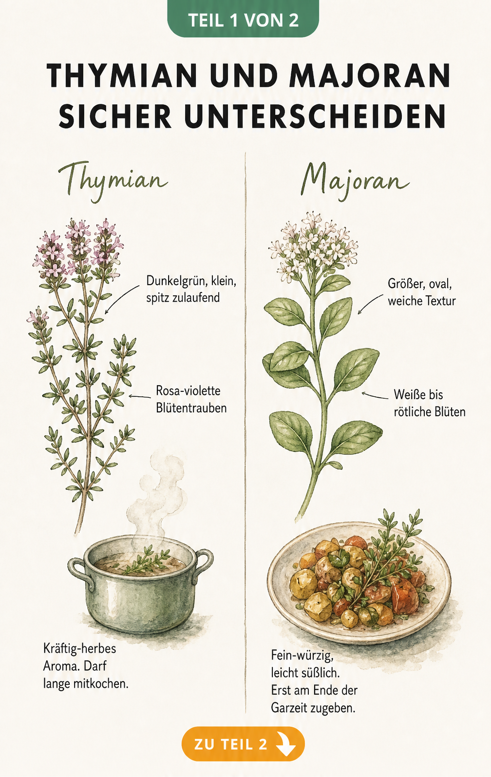 Botanische Gegenüberstellung von Thymian und Majoran mit Blättern und Blüten